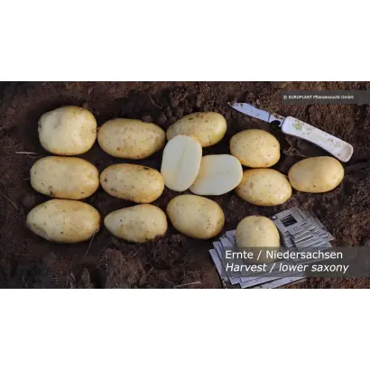 Virginia / Вірджинія