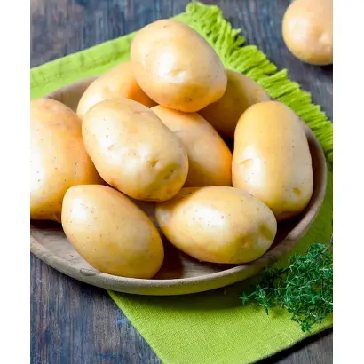 DECIBEL / ДЕЦІБЕЛ