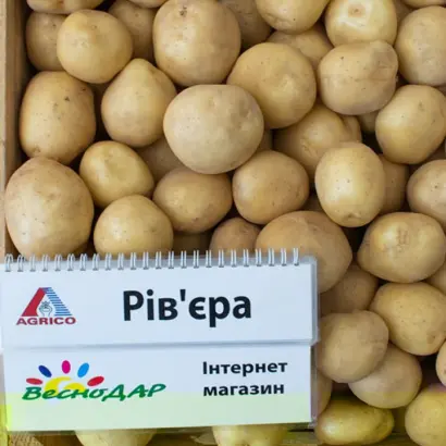 EUROVIVA / Евровіва