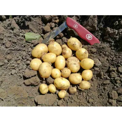 Electra / Електра