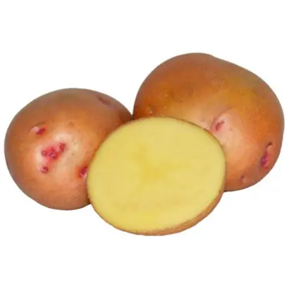 ІВАНКІВСЬКА РАННЯ