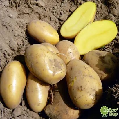 Ikarus / Ікарус