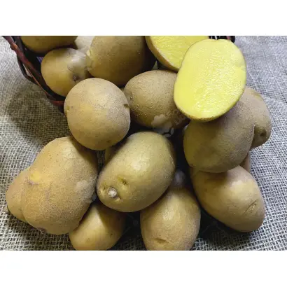 CARDYMA / Кардіма