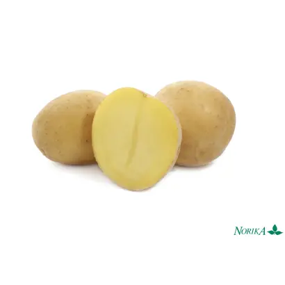 Kiebitz / Кібіц