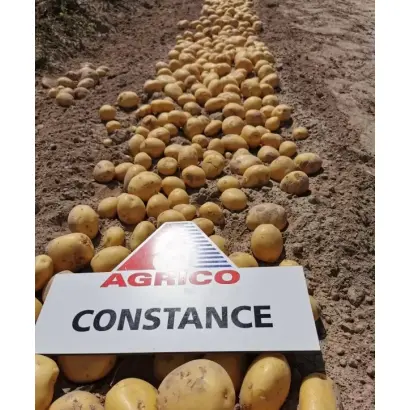 Constance / Констанс