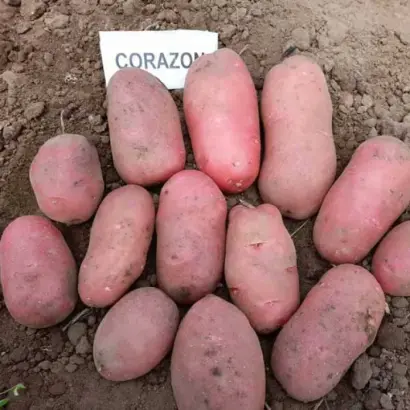 Corazon / Коразон