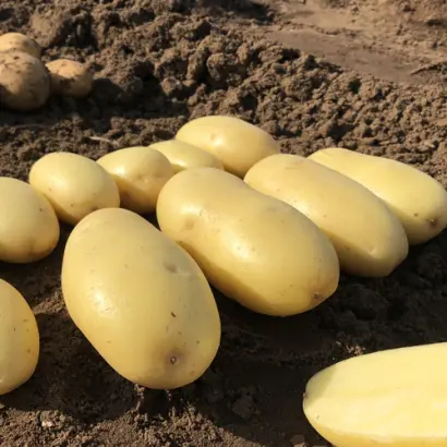 Queen Anne / Королева Анна