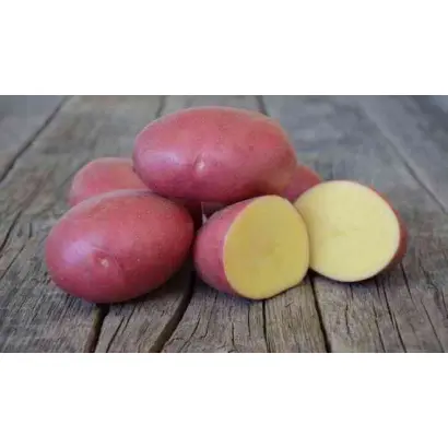 Labella / Лабелла