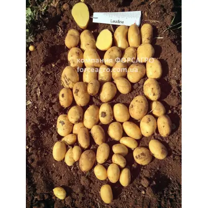 LAUDINE / ЛАУДІН