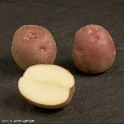 Lady Rosetta / Леді Розетта