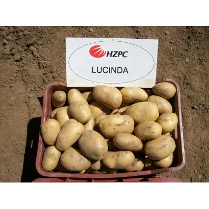 Lucinda / Лусінда