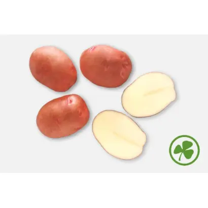 Margarita / Маргарита