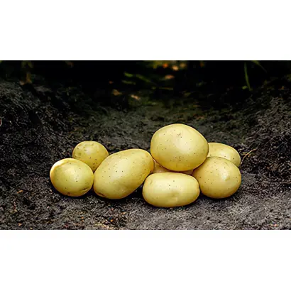 Mikado / Мікадо