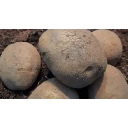 NAPOLEON / НАПОЛЕОН