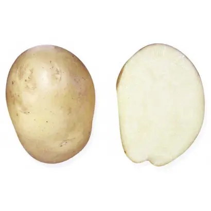 NAFIDA / НАФІДА