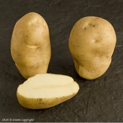 Newton / Ньютон