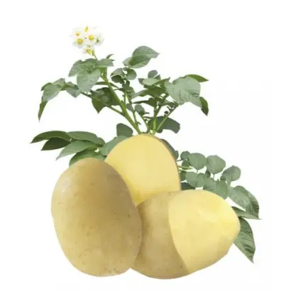 Orchestra / Оркестра