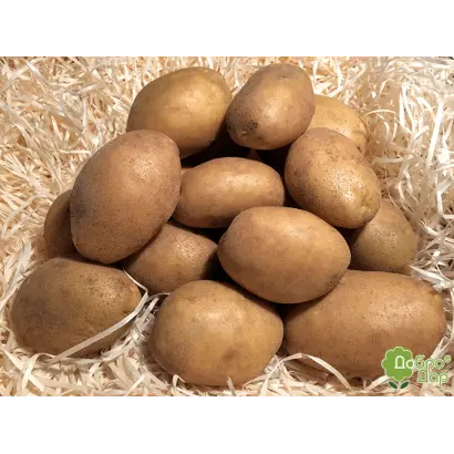 Partner / Партнер