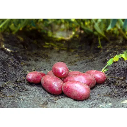 Red Bullet / Ред Буллет