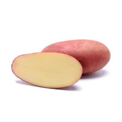 RICARDA / РІКАРДА