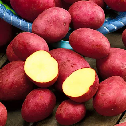 Rodriga / Родріга