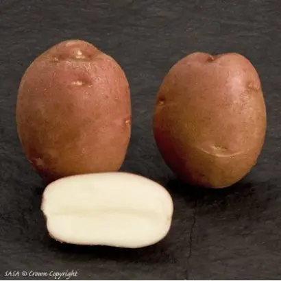 Romano / Романо