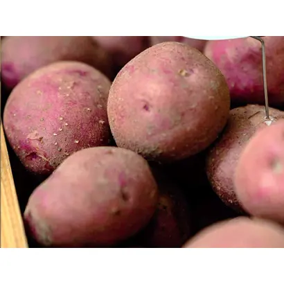 RUDOLPH / РУДОЛЬФ