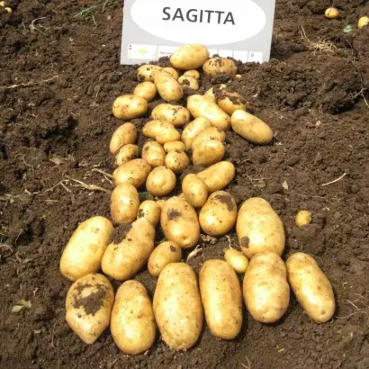 Sagitta / Сагіта