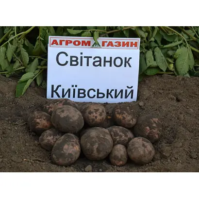 Свитанок киевский / Світанок київський