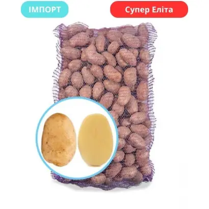 Sensation / Сенсейшн