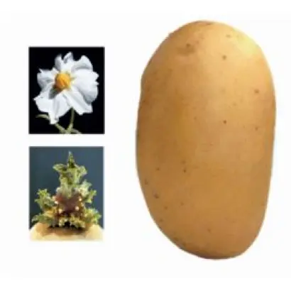 Talent / Талент