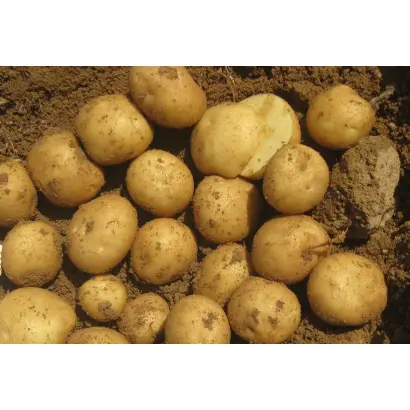 Taurus / Таурас