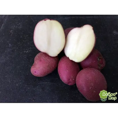 Flamenco / Фламенко