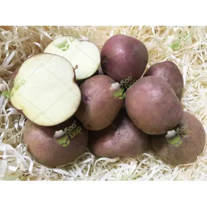 Червона рута