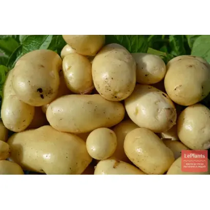 Anosta / Аноста