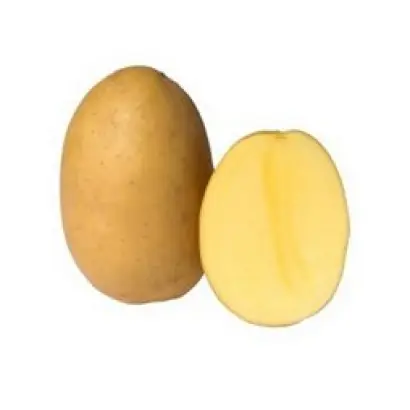 Bellaprima / Беллапріма