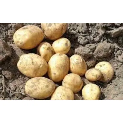 Burana / Бурана