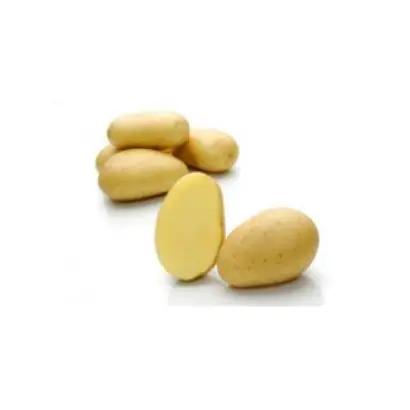 Velox / Велокс