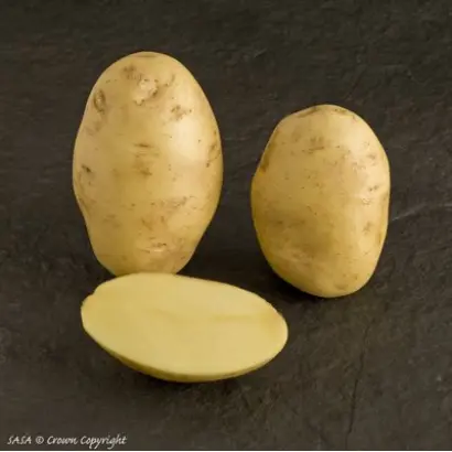 Victoria / Вікторія