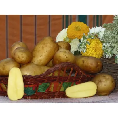 Vitara / Вітара