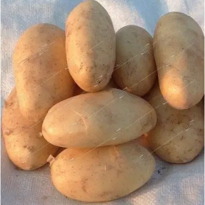 Goldika / Голдіка