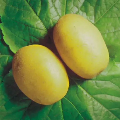 Delikat / Делікат