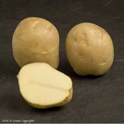 Jaerla / Джаерла