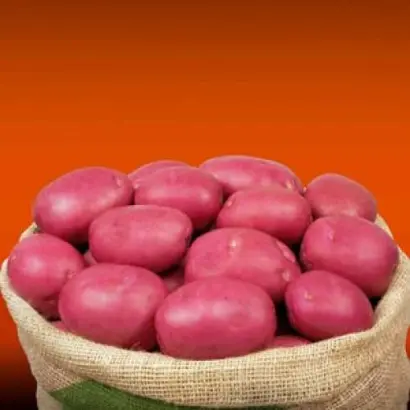 Infinity / Інфініті