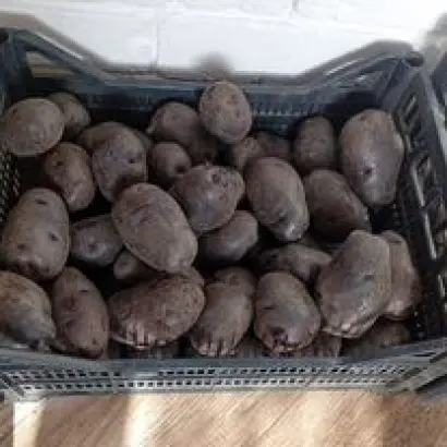 Малыч / Малич