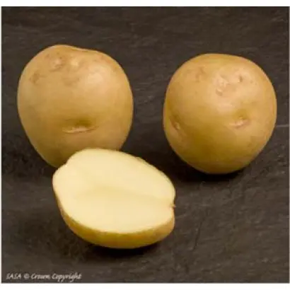 Marfona / Марфона