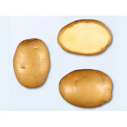 Минерва / Мінєрва