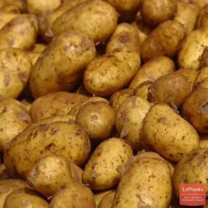 Nikita / Нікіта