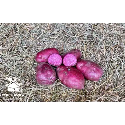 Полесский розовый / Поліська рожева