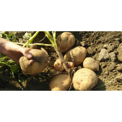 Поліська ювілейна